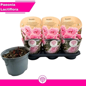 PAEONIA OV