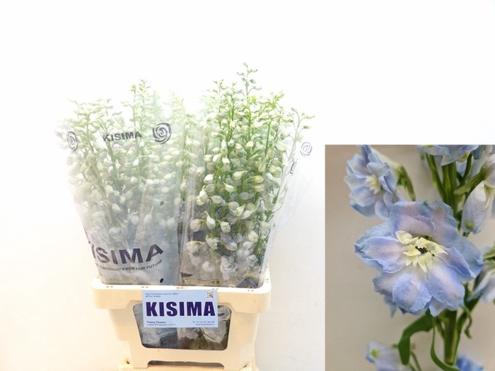<h4>Delph Magic Fountains Skyblue Kisima</h4>