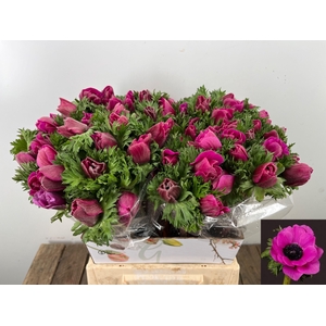 ANEM CO MIS + FUCSIA