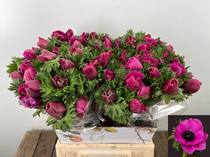 <h4>ANEM CO MIS + FUCSIA</h4>