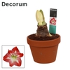 Amaryllis Exotic Striped 2 Knop Terracotta Steen OP (Decorum)