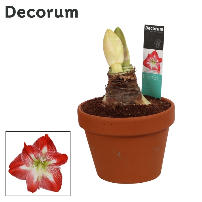 Amaryllis Exotic Striped 2 Knop Terracotta Steen OP (Decorum)
