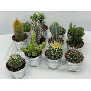 CACTUS GEM