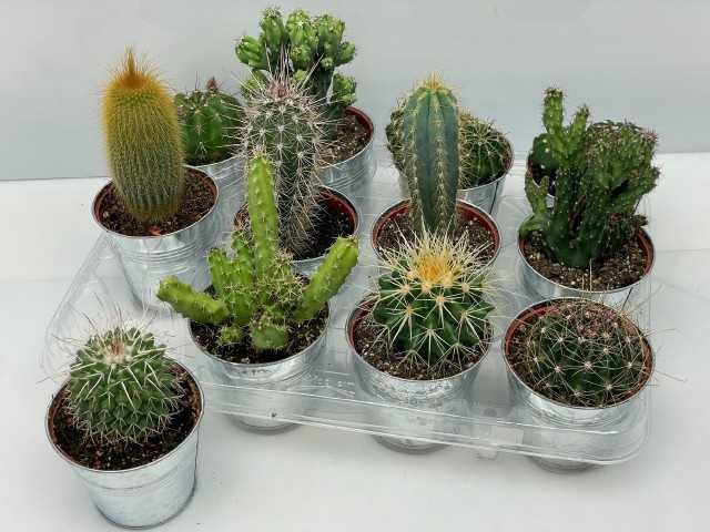 <h4>CACTUS GEM</h4>