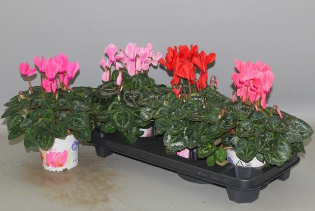 <h4>CYCL GR SUP XL</h4>