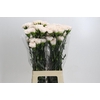 Dianthus St Brut