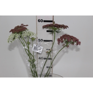 AMMI MAJUS DARA 060 CM