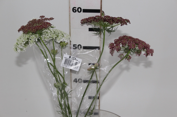 <h4>AMMI MAJUS DARA 060 CM</h4>