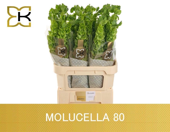 <h4>MOLUCCELLA STUK</h4>