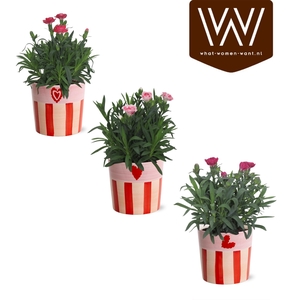 KAMERPL BLOEIEND GEM