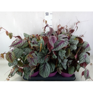 Cissus disc. 'Floramag Violet Vine'