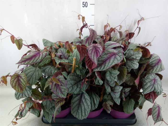 <h4>Cissus disc. 'Floramag Violet Vine'</h4>