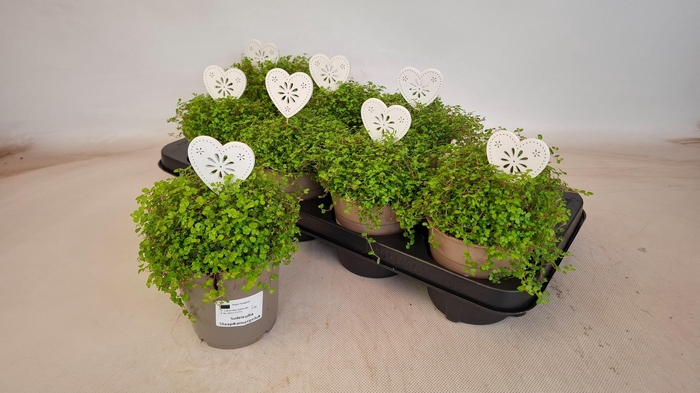 <h4>SOLEI SOL GROEN</h4>