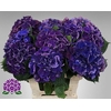 Hydrangea royal king