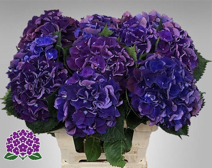 Hydrangea royal king