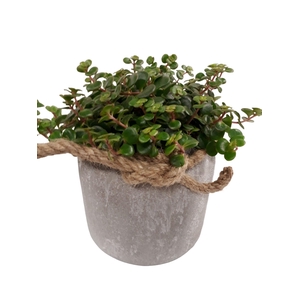 RGP16TOR Dark Grey Pot Sedum Tornado