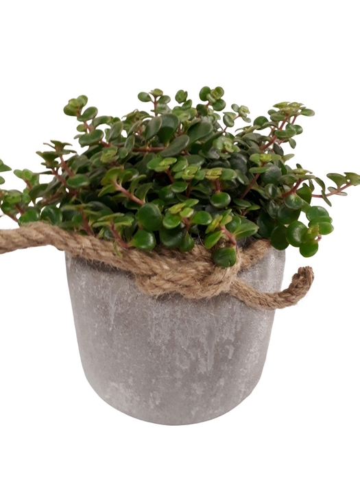 <h4>RGP16TOR Dark Grey Pot Sedum Tornado</h4>