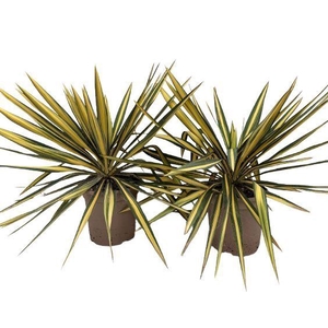 Yucca filamentosa P20