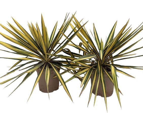 <h4>Yucca filamentosa P20</h4>