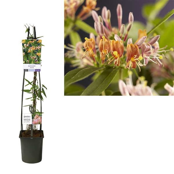 <h4>Lonicera henryi +light label</h4>