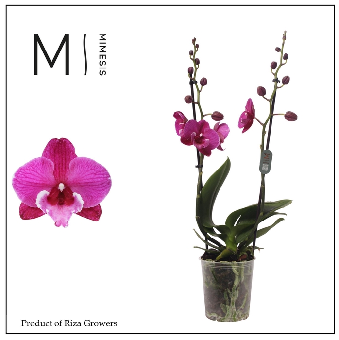 <h4>Phalaenopsis Black Bear 2 spike - 12cm | Mimesis</h4>