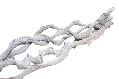 Branch Curly Vine L200 D4/7