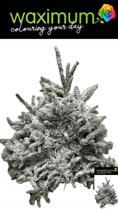 <h4>ABIES NORDMAN KILO</h4>