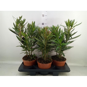 Nerium oleander   ...