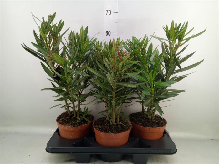 <h4>Nerium oleander   ...</h4>