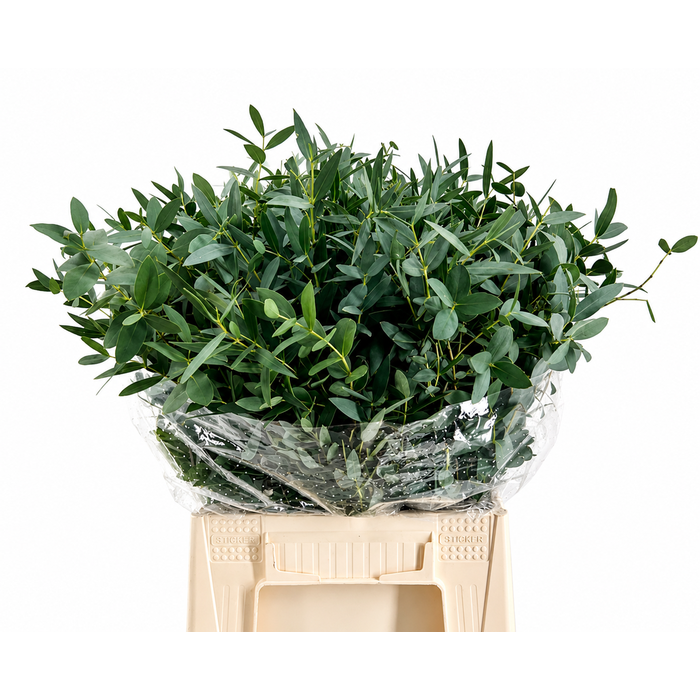 <h4>EUC. PARVIFOLIA KORT</h4>