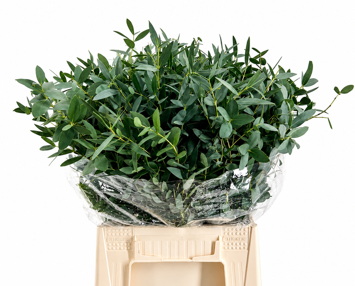 EUC. PARVIFOLIA KORT