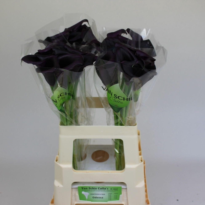 <h4>ZANT ODESSA</h4>