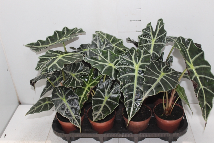 <h4>ALOCASIA POLLY P12</h4>