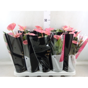Anthurium andr. 'Sweet Dream'