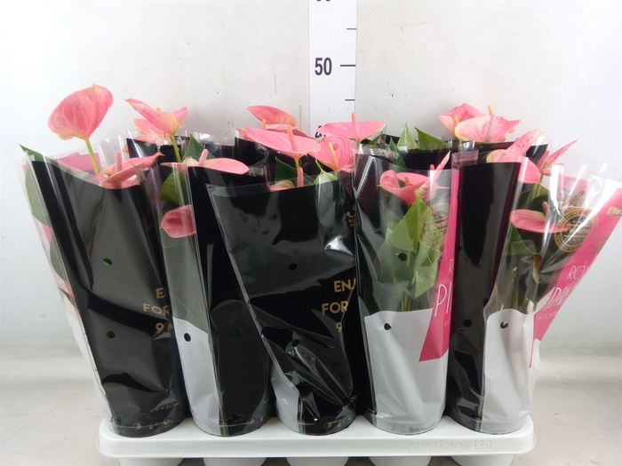 <h4>Anthurium andr. 'Sweet Dream'</h4>