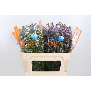 Aster mix in bucket