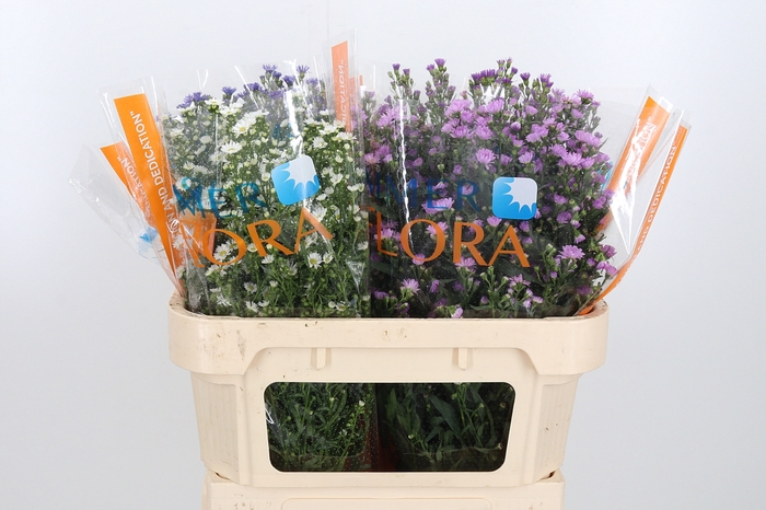 <h4>Aster mix in bucket</h4>