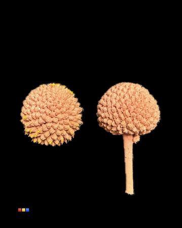 <h4>Craspedia Klb Terracotta</h4>