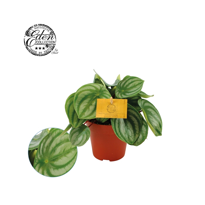 <h4>Peperomia Argyreia</h4>