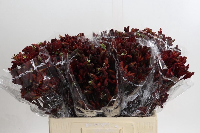 <h4>Kangaroo Paw Early Spring</h4>