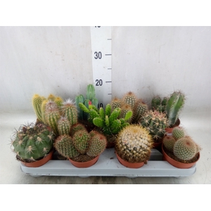 Cactus   ...mix