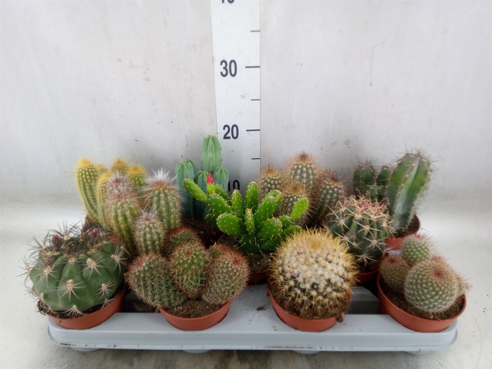 <h4>Cactus   ...mix</h4>