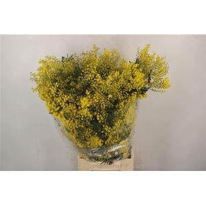 Acacia Mirandol Per Bunch 400 Gram Super
