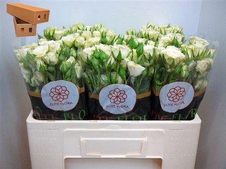 <h4>R Tr Snowflake</h4>