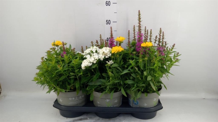 <h4>Vaste pltn   ...mix in pot [Perenni</h4>