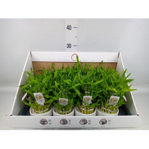 Dracaena sand. 'Lucky Bamboo' ..pyr