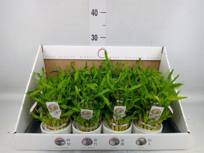 <h4>Dracaena sand. 'Lucky Bamboo' ..pyr</h4>