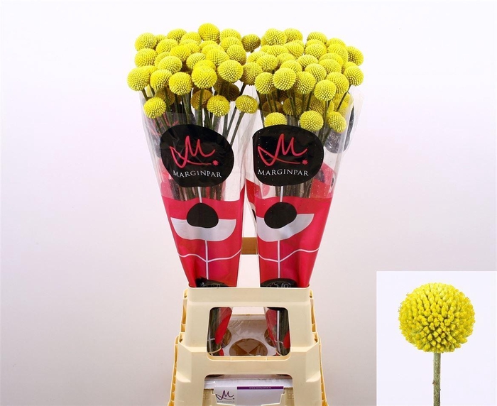 <h4>Craspedia Paint Pop Supers!!</h4>