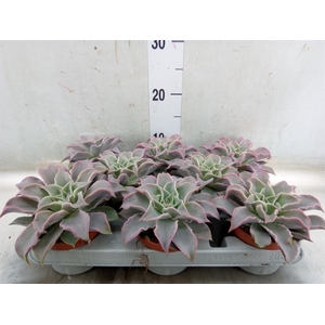 Echeveria   ...