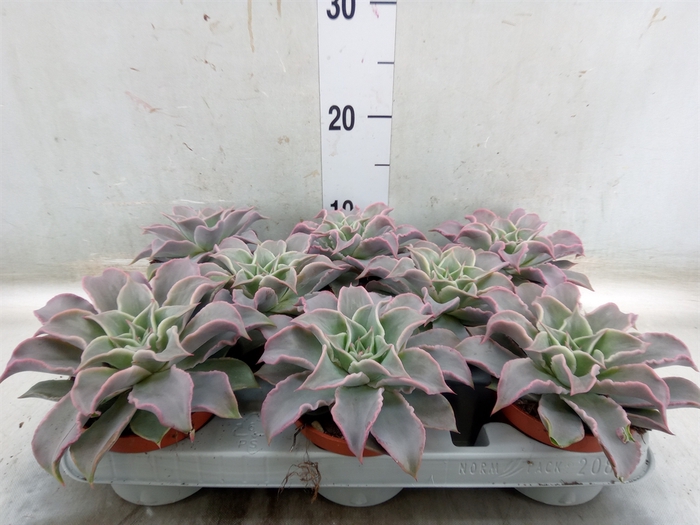 <h4>Echeveria   ...</h4>